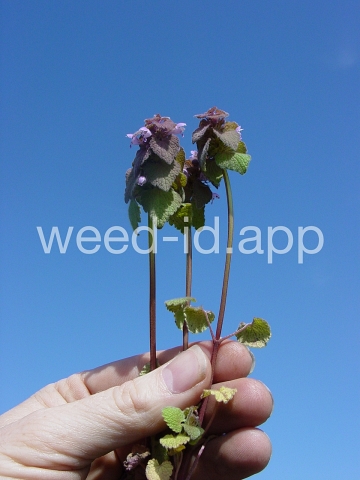 deadnettle, purple